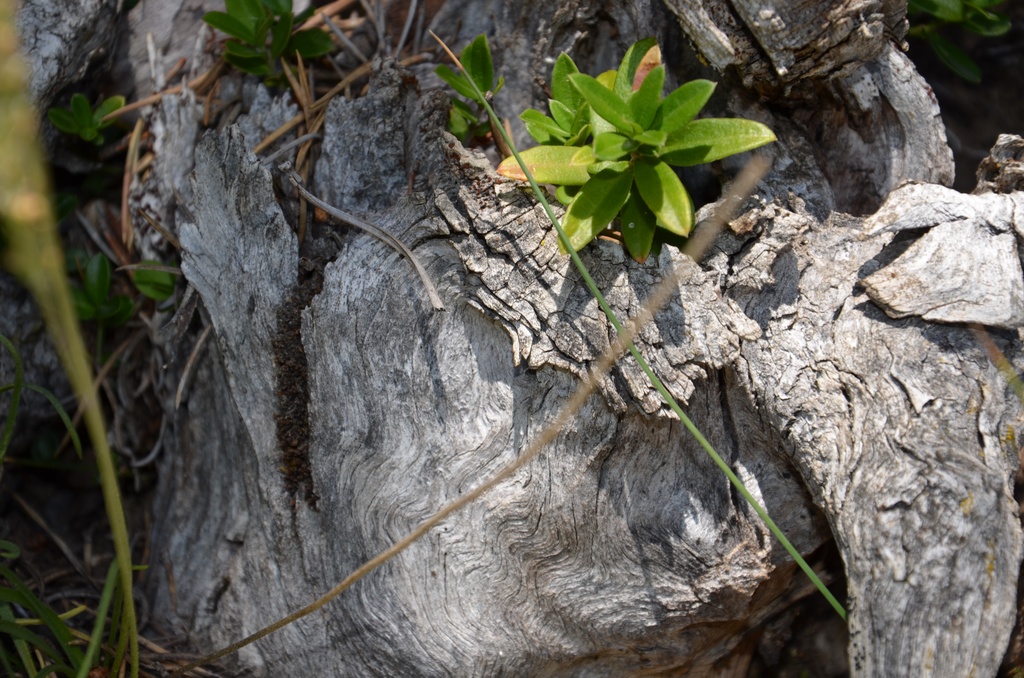 2015-07 Savoie/Lac blanc/DSC_0121.JPG